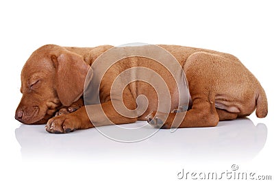 Cute vizsla puppy sleeping Stock Photo