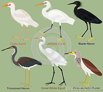 Cute wading bird vector illustration set, Tricolored, Black, Chinese pond heron. Chinese, Great White, Cattle egret Cartoon Illustration