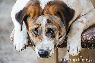 Cute watchdog Stock Photo