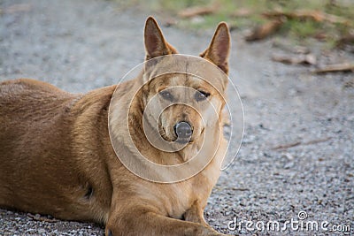 Cute watchdog Stock Photo