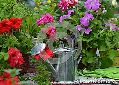 Cute watering can with blooming petunia flowers in the garden Stock Photo