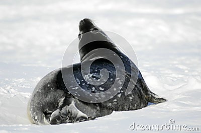 Cute Weddell seal baby Stock Photo