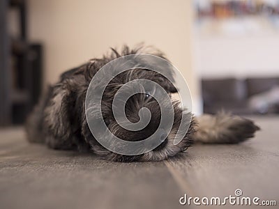 Cute 9 week old Miniature Schnauzer puppy relaxing on the floor Stock Photo