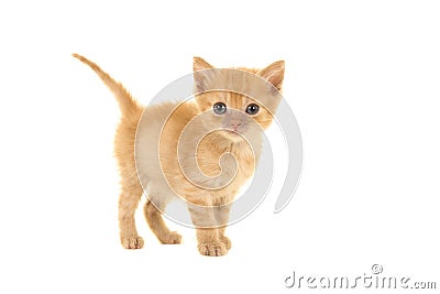 Cute 4 weeks old red ginger tabby baby cat seen from the side looking at the camera Stock Photo