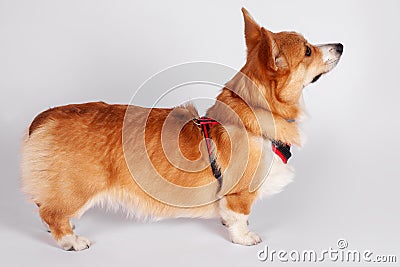 Cute Welsh Corgi Pembroke dog standing in breast-band on white background and looking up. Pretty pet of ginger and white color, sa Stock Photo