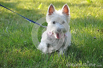 Chien blanc dans l`herbe white dog on grass Stock Photo