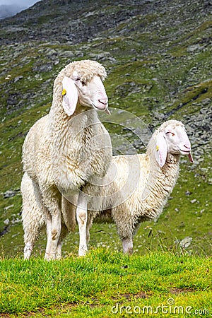 Cute white alpine sheeps on mountain pasture Stock Photo