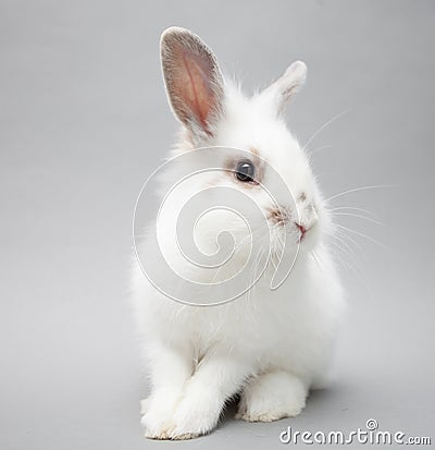 Cute white baby bunny rabbit on a seamless light background Stock Photo