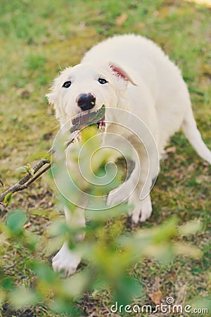 Cute white borzoi puppy in the garden or backyard. Russian greyhound dog outside chewing, tearing and ripping branches from a bush Stock Photo