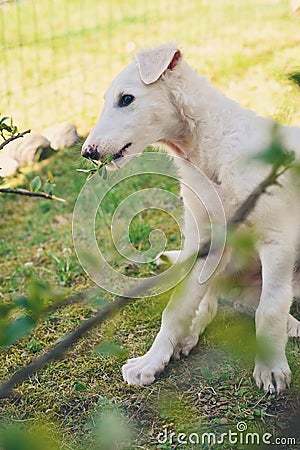 Cute white borzoi puppy in the garden or backyard. Russian greyhound dog outside chewing, tearing and ripping branches from a bush Stock Photo