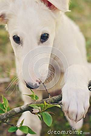 Cute white borzoi puppy in the garden or backyard. Russian greyhound dog outside chewing, tearing and ripping branches from a bush Stock Photo