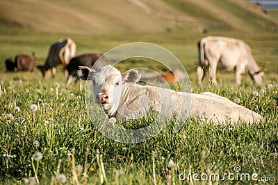 Cute white calf lying in high grass on a meadow. Cows in the background. Stock Photo