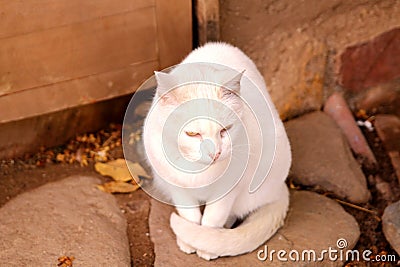 Cute white cat with brigth yellow eyes Stock Photo