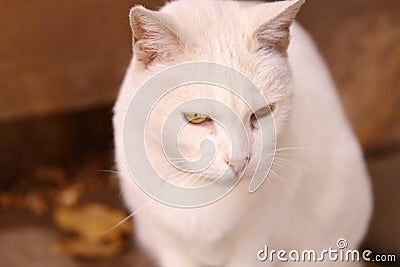 Cute white cat with brigth yellow eyes Stock Photo