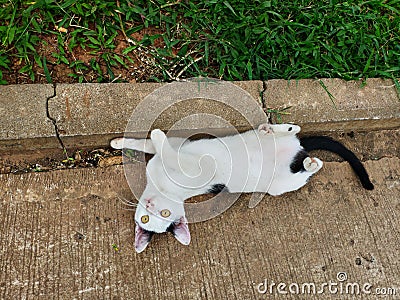 A cute white cat glared with yellow eyes. Kitten play while lying down and raise their hands Stock Photo