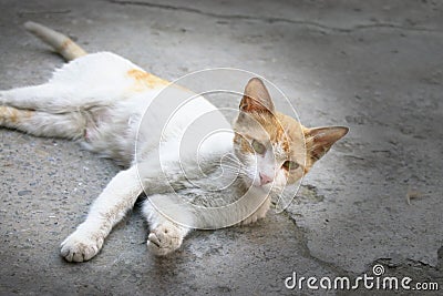 Cute white cat with an interesting pose and curious expression Stock Photo
