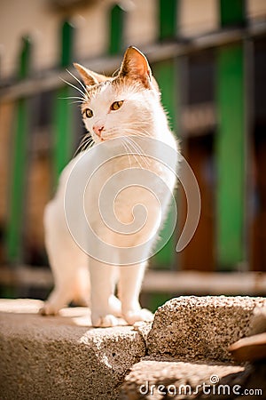 cute white cat with red spots stands on stone outside on blurry background Stock Photo