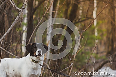 Cute white dog on a walk. Photo on a spring forest Stock Photo