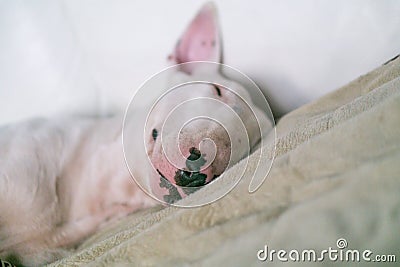 A cute white English bull terrier is sleeping on a bed with smile on the face Stock Photo