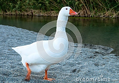 Cute White Goose Stock Photo