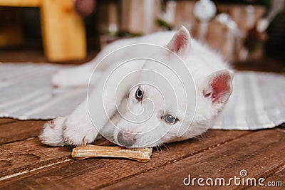 A cute white husky puppy lies on the carpet at home and gnaws on a bone. An albino dog with different eyes sits on a wooden floor Stock Photo