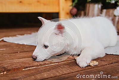 A cute white husky puppy lies on the carpet at home and gnaws on a bone. An albino dog with different eyes sits on a wooden floor Stock Photo