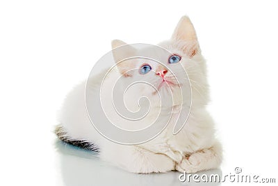 Cute White Kitten Stock Photo