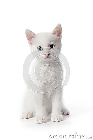 Cute white kitten with blue eyes Stock Photo