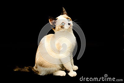 Cute white kitten with brown ears, British Shorthair sitting on a black background. and looks up. Little beautiful cat Stock Photo