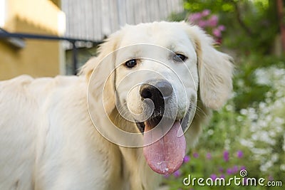 Cute white labrador with opened mouth and tongue out standing Stock Photo