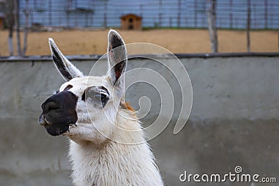 Cute white lama with black eyes and ears profile on empty grey cement background. And sand and trees are seen far away Stock Photo