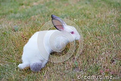 Cute white little rabbit with gray hears, walks on green grass Stock Photo