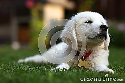 Cute white pup laying on lawn Stock Photo