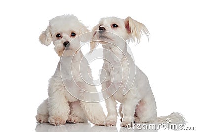 Cute white puppy bichon couple seated Stock Photo