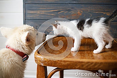 Cute white puppy playing with little kitten on wooden chair on rustic background. Furry friends in new home, adoption concept Stock Photo