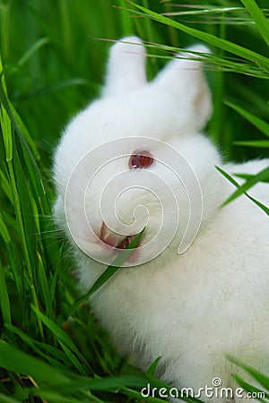 Cute white rabbit eats grass Stock Photo