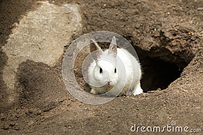 Cute White Rabbit leaving burrow Stock Photo