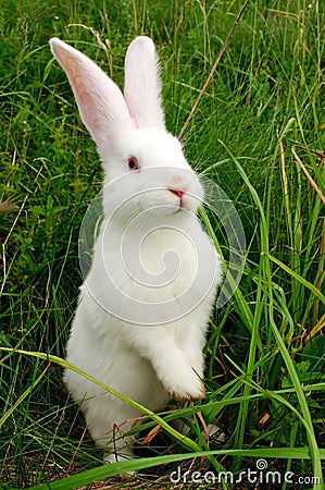 Cute White Rabbit Standing on Hind Legs Stock Photo