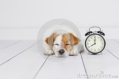 Cute white small dog lying on the floor and sleeping. alarm clock with 8 am besides. Wake up and morning concept. Pets indoors Stock Photo