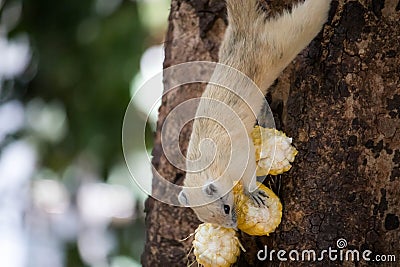 Cute white squirrel eating corn on the tree Stock Photo