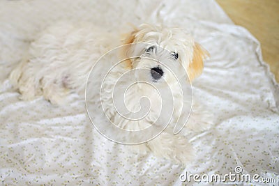 Cute white young maltese dog Stock Photo