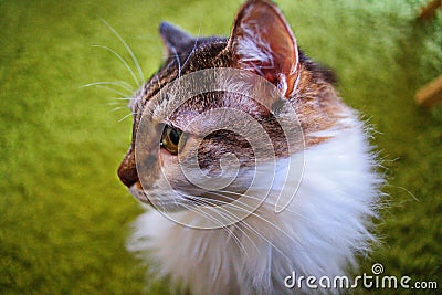 Close up portrait of long haired calico cat Stock Photo