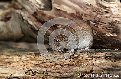 A cute wild Bank Vole, Myodes glareolus foraging for food in a log pile at the edge of woodland. Stock Photo