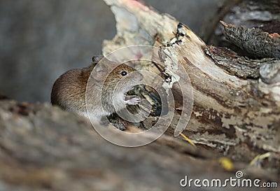 A cute wild Bank Vole, Myodes glareolus foraging for food in a log pile in woodland in the UK. Stock Photo