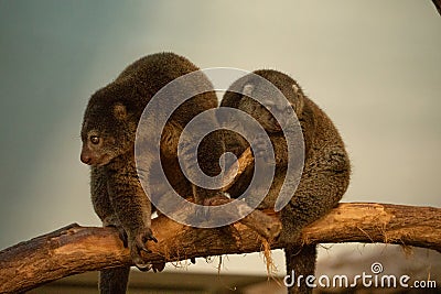 cute wild bear cuscus aulirops ursinus arboreal Stock Photo