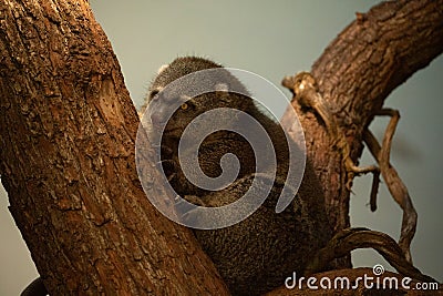 cute wild bear cuscus aulirops ursinus arboreal Stock Photo
