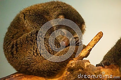 cute wild bear cuscus aulirops ursinus arboreal Stock Photo