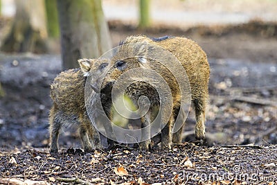 Cute wild boars Stock Photo