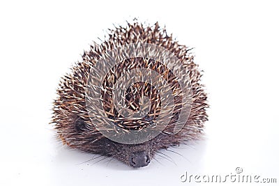 Cute wild hedgehog. Hedgehog closeup. hedgehog spike spikes quills as texture background. Hedgehog is any of the spiny Stock Photo