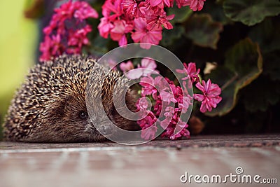 Cute wild hedgehog in summer nature background Stock Photo